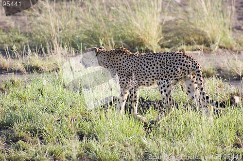 Image of Cheetah