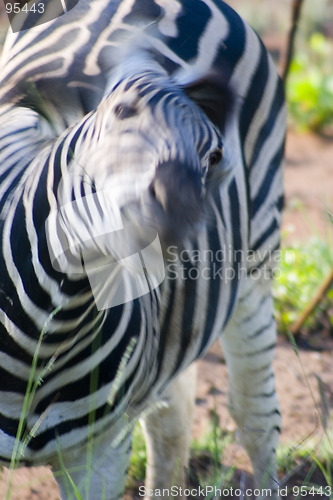 Image of Burchell's zebra