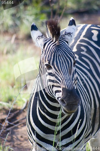 Image of Burchell's zebra