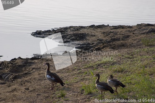 Image of Egyptian goose