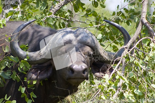 Image of Cape buffalo