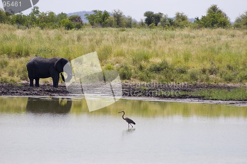 Image of African Elephant