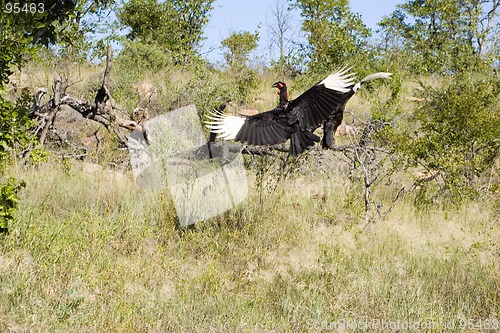 Image of Ground hornbill