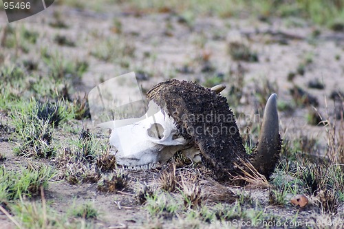 Image of Cape buffalo