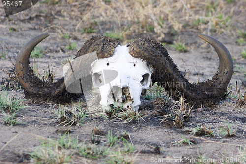 Image of Cape buffalo