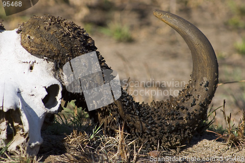 Image of Cape buffalo