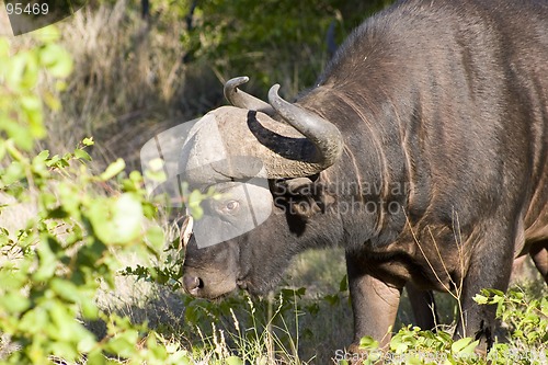 Image of Cape buffalo