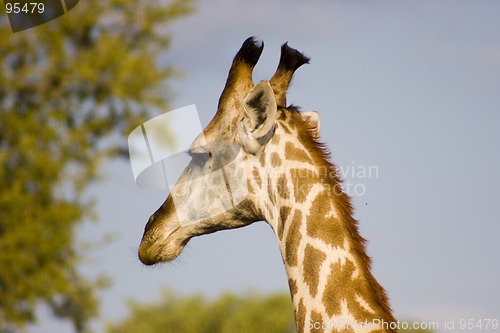 Image of Giraffe