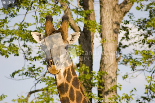 Image of Giraffe