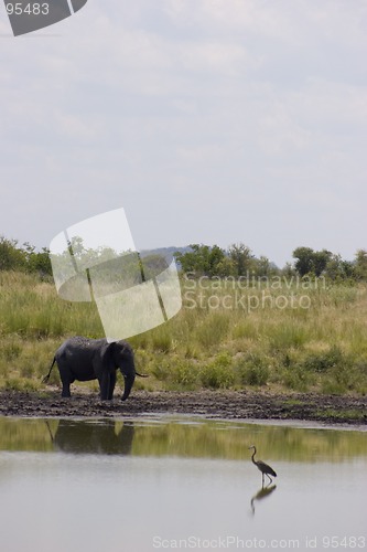 Image of African Elephant