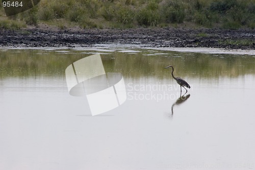 Image of Grey heron