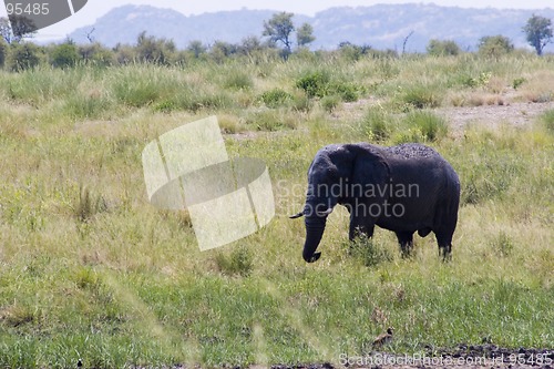 Image of African Elephant