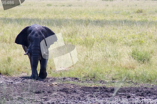 Image of African Elephant