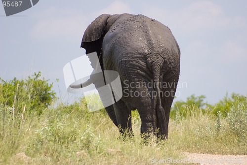 Image of African Elephant