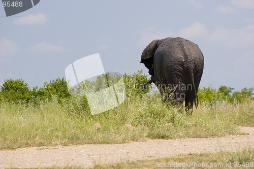 Image of African Elephant