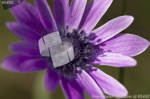 Image of Purple flower