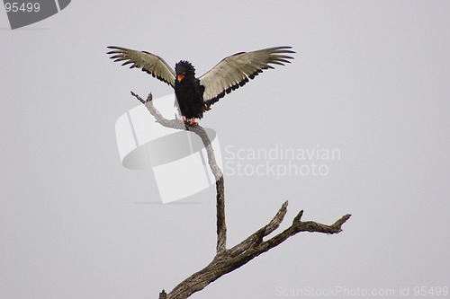 Image of Bateleur Eagle