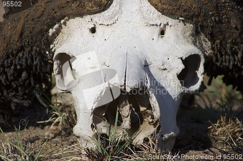 Image of Cape buffalo