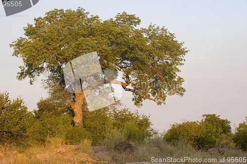 Image of African sunset
