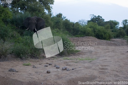 Image of African Elephant