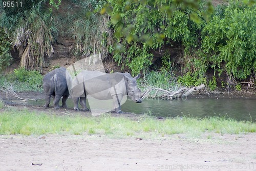 Image of White rhino