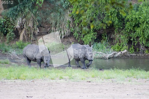 Image of White rhino