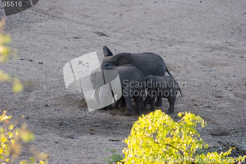 Image of African Elephant