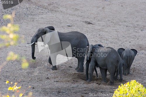 Image of African Elephant