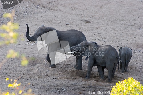 Image of African Elephant