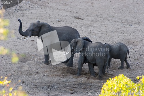 Image of African Elephant