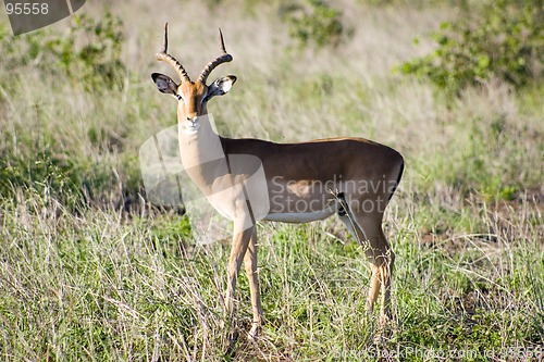 Image of Impala