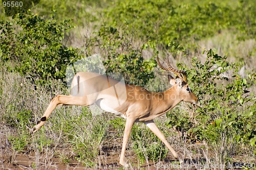 Image of Impala