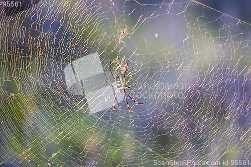 Image of Golden orb web spider