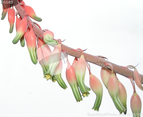 Image of Aloe