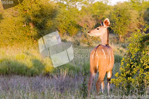 Image of Kudu