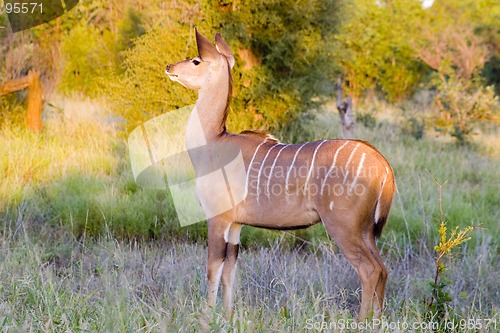 Image of Kudu