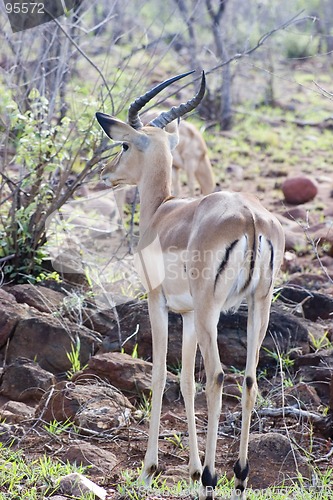 Image of Impala