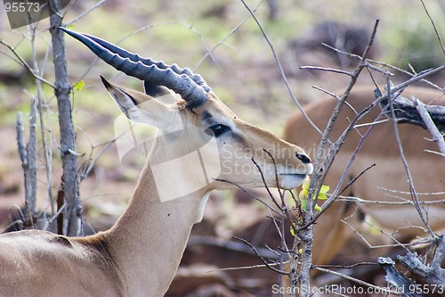 Image of Impala