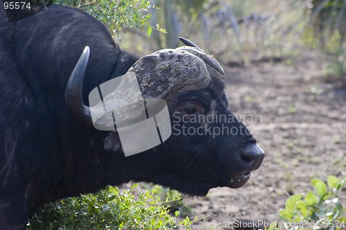 Image of Cape buffalo