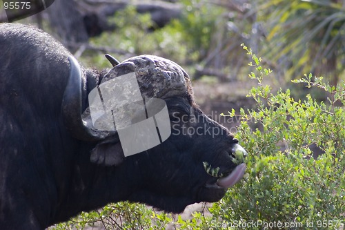 Image of Cape buffalo