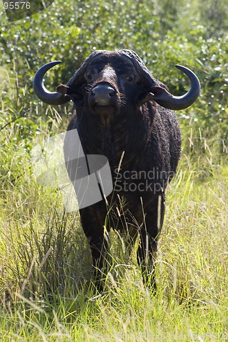 Image of Cape buffalo