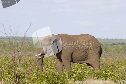 Image of African Elephant