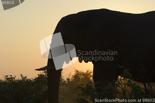 Image of African Elephant