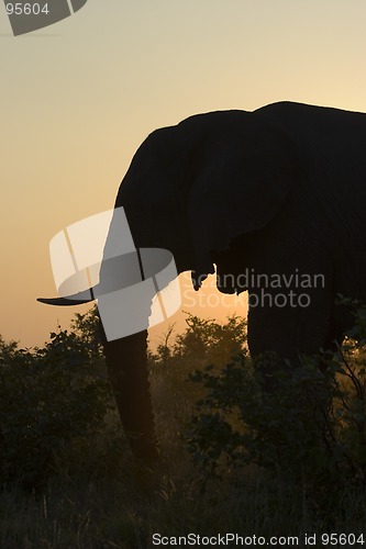 Image of African Elephant