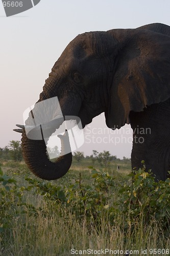 Image of African Elephant