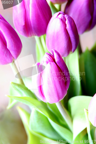 Image of Tulips