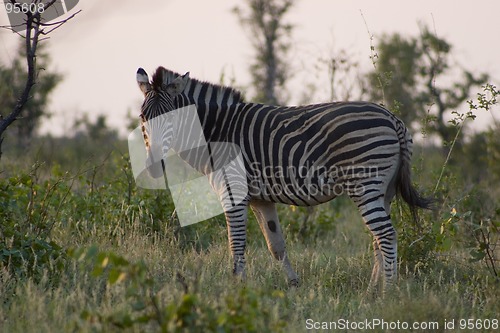 Image of Burchell's zebra