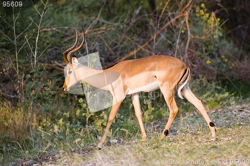 Image of Impala