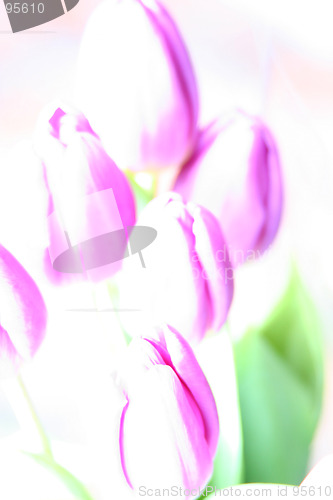 Image of Tulips