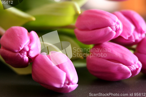 Image of Tulips